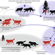 Image for article titled Mind-Altering Parasite Could Be Making Wolves Bolder